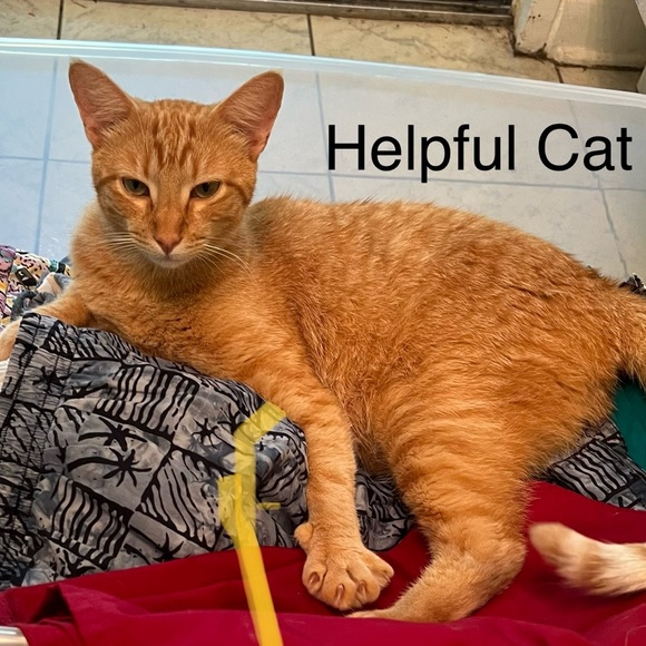 Blue Ribbon Goose Pattern Metal Canister Set - Picture 3 of 3